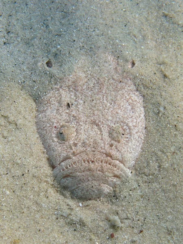 Uranoscopus scaber (Pesce prete)